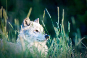 AWJK-575